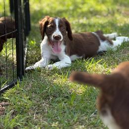 Biscuit - Liver and white male Brittany puppy in Adairsville, Georgia from Rocking L Farms