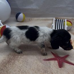 Black and Tan Piebald Longhair Male - Piebald male Dachshund puppy in Killeen, Texas from Southern Dachshunds