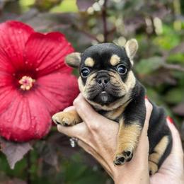 French Bulldog Puppies from Kismet French Bulldogs