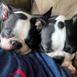 Boston Terriers from Lucky 7 Bostons