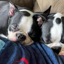 Boston Terriers from Lucky 7 Bostons