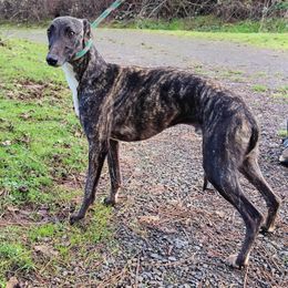 Quinn - Whippet
