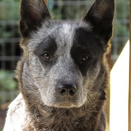 Lola - Australian Cattle Dog