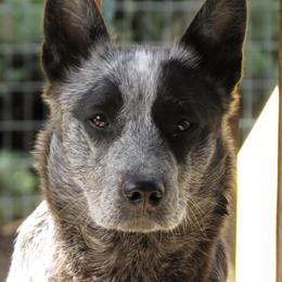 Lola - Australian Cattle Dog