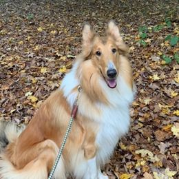 Piper - Collie