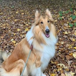 Piper - Collie