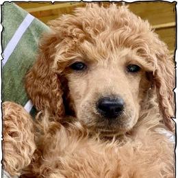 Daisy - Apricot female Poodle puppy in Greenwich, New York from MizzElle’s Standard Poodles