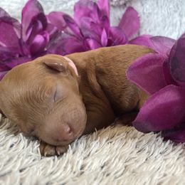 Goldendoodle Puppies from Simply Mini Goldendoodles