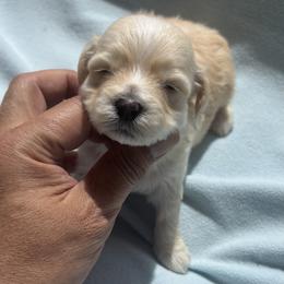Boy 2S - Cream male Maltipoo puppy in Las Vegas, Nevada from Maltipoo_vegas