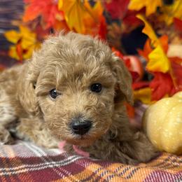 Laurie (Pink Collar) - Cream female Goldendoodle puppy in Lake Panasoffkee, Florida from Donnas Deluxe Doodles LLC