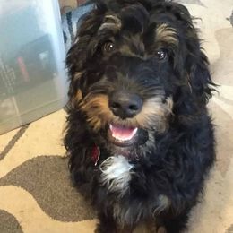 Lola - Bernedoodle