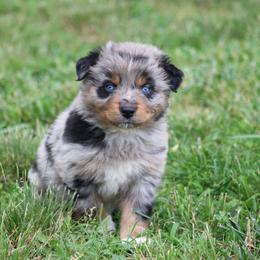 Alfalfa(Alfie) - Blue merle male Australian Shepherd puppy in Pikeville, Tennessee from Skillern Creek's Australian Shepherds