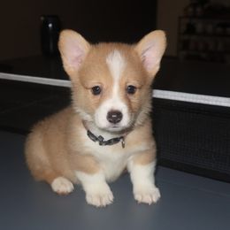 Ace - Red merle and white male American Corgi puppy in Kennewick, Washington from Corgis of Tricities