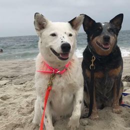 Australian Cattle Dogs and Parson Russell Terriers from Dreamfield Manor Farm