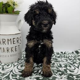 Cosmos - Phantom male Bernedoodle puppy in Granton, Wisconsin from Rose River Farms