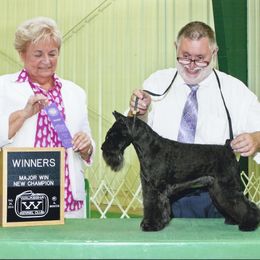 Drystan - Miniature Schnauzer