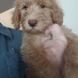 Hampton - Apricot male Labradoodle puppy in Henderson, Nevada from Hills labradoodles