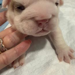 F2 - Fawn and white female Bulldog puppy in Middleburg, Florida from Black Creek English Bulldogs