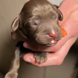 Australian Labradoodle Puppies from Happy-Go-Lucky Australian Labradoodles