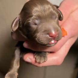 Australian Labradoodle Puppies from Happy-Go-Lucky Australian Labradoodles