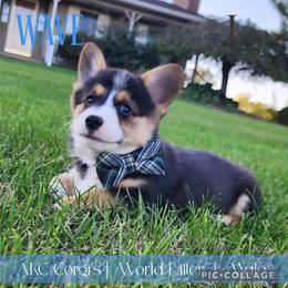 Wave - Black and tan male Pembroke Welsh Corgi puppy in Pine Village, Indiana from NL Horsemanship