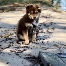 Banjo - Red tri Miniature Australian Shepherd puppy in Groveland, Florida from Fuller’s Fluffy Friends