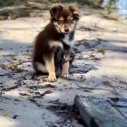 Banjo - Red tri Miniature Australian Shepherd puppy in Groveland, Florida from Fuller’s Fluffy Friends