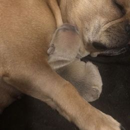 French Bulldog Puppies from Haywire Frenchie's