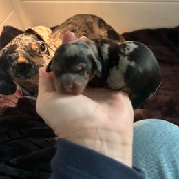Sadie - Dapple female Dachshund puppy in Smyrna, Tennessee from Dapper Doxie’s Select