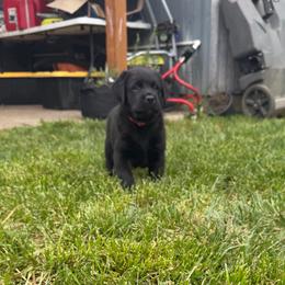 Snickers - Black male Labrador Retriever puppy in Eugene, Oregon from LakeHouse Labrador Retriever and West Coast Guardian Cane Corso