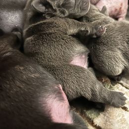 French Bulldog Puppies from Divine Crown French Bulldogs