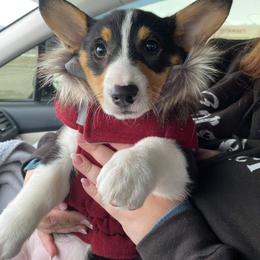 American Corgi and Pembroke Welsh Corgi Puppies from Beebe’s Corgis