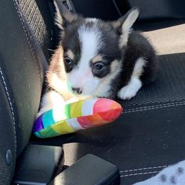 American Corgi and Pembroke Welsh Corgi Puppies from Chaotic Corgi’s