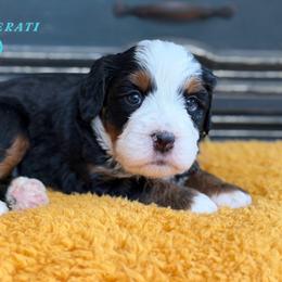 Maserati - Tri-color female Bernedoodle puppy in Henry, Illinois from Rowe Farms Doodles
