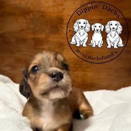 Tiger - Brindle female Dachshund puppy in Wytheville, Virginia from Dippin’ Dachs mini dachshunds