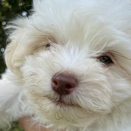 Havanese and Sheepadoodles from Happy Acres Havanese and Mini Sheepadoodles