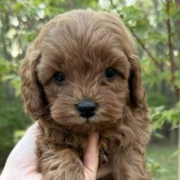 Bernedoodles and Cavapoos from Rocky River Cavapoos