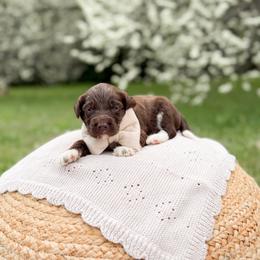 Hersh - Chocolate male Goldendoodle puppy in Ooltewah, Tennessee from Allison Family Doodles