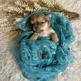 Chihuahua Puppies from Walley Farms