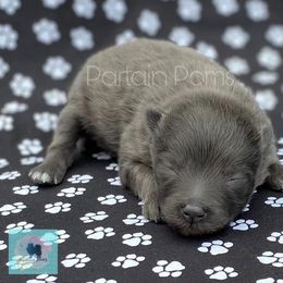 Pomeranian Puppies from Partain Poms