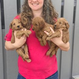 Goldendoodle Puppies from Zink Doodles