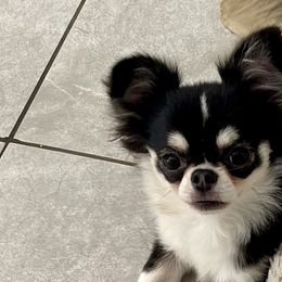 Sogno - Chihuahua