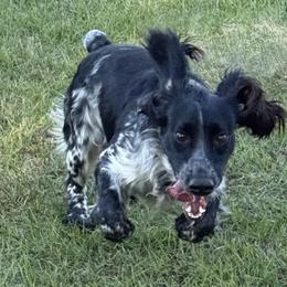 English Cocker Spaniel puppies from Pine Hill Kennels