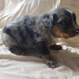 Girl 2 - Blue merle Miniature Australian Shepherd puppy in St. Louis, Missouri from Spotted Rump Ranch