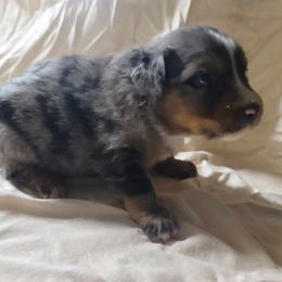 Girl 2 - Blue merle Miniature Australian Shepherd puppy in St. Louis, Missouri from Spotted Rump Ranch