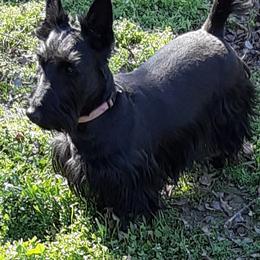 Paisley - Scottish Terrier