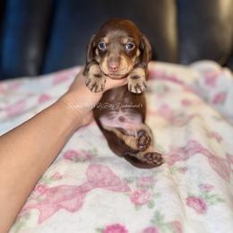 Diesel - Chocolate and cream male Dachshund puppy in Ceres, California from Rockin' M’s LilBitty Dachshunds (LBD)