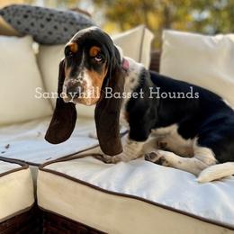Basset Hound Puppies from Sandyhill Basset Hounds