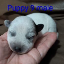 Cupid - Blue male Australian Cattle Dog puppy in Morton, Illinois from KT Ranch ACDs
