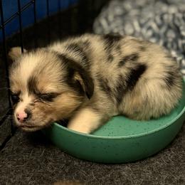 American Corgi Puppies from 5H Corgis
